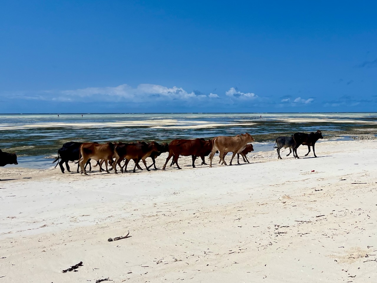Cattle walking along a bright shoreline
