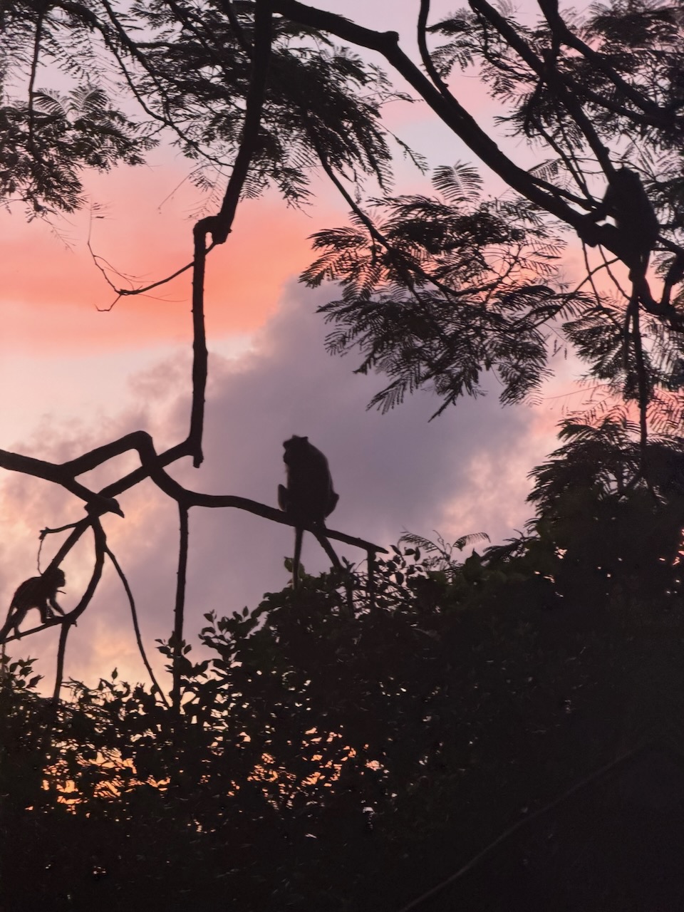 Macaques silhouetted in tree branches at dusk