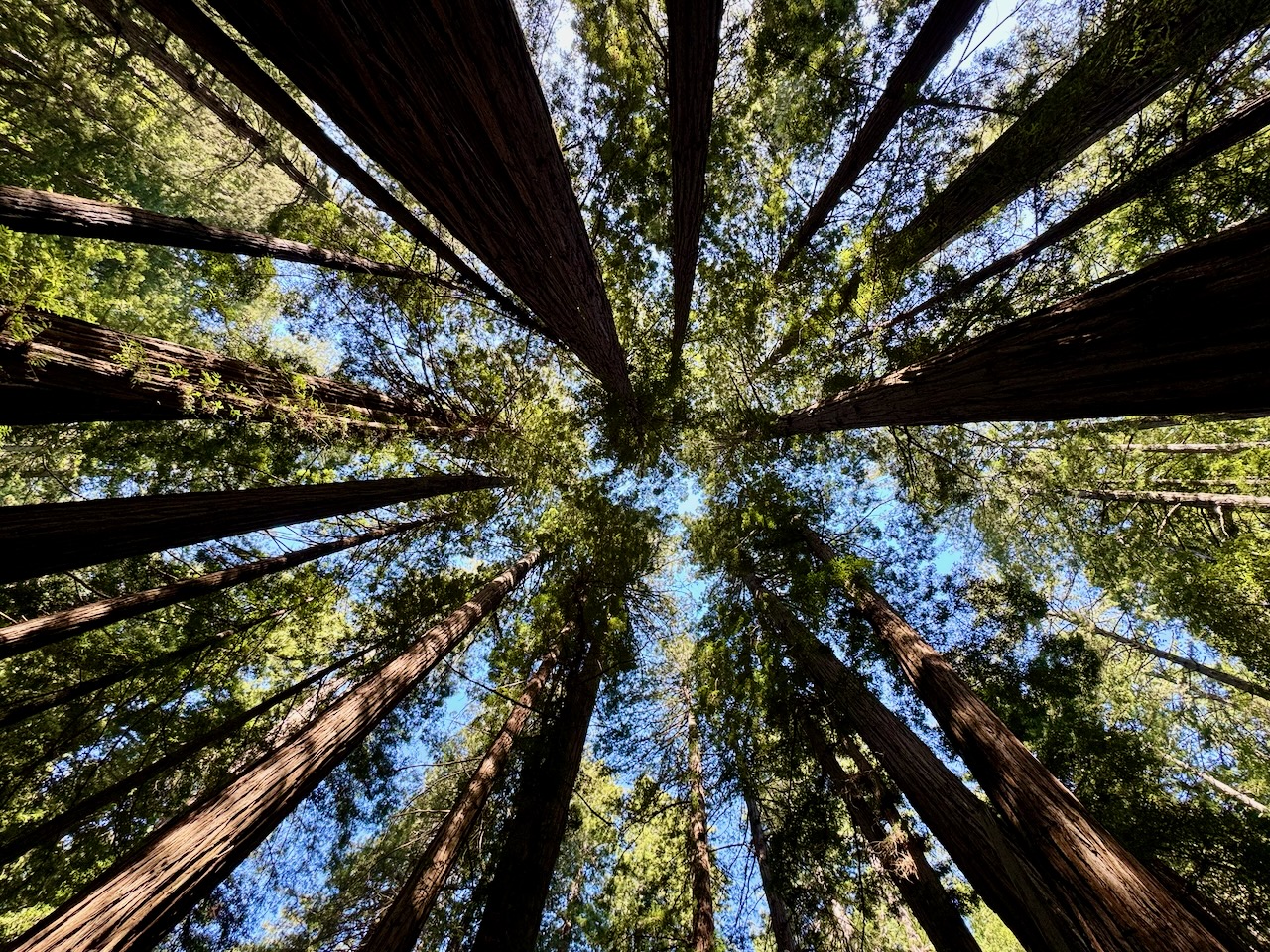 Looking up through a grove of tall redwood trees